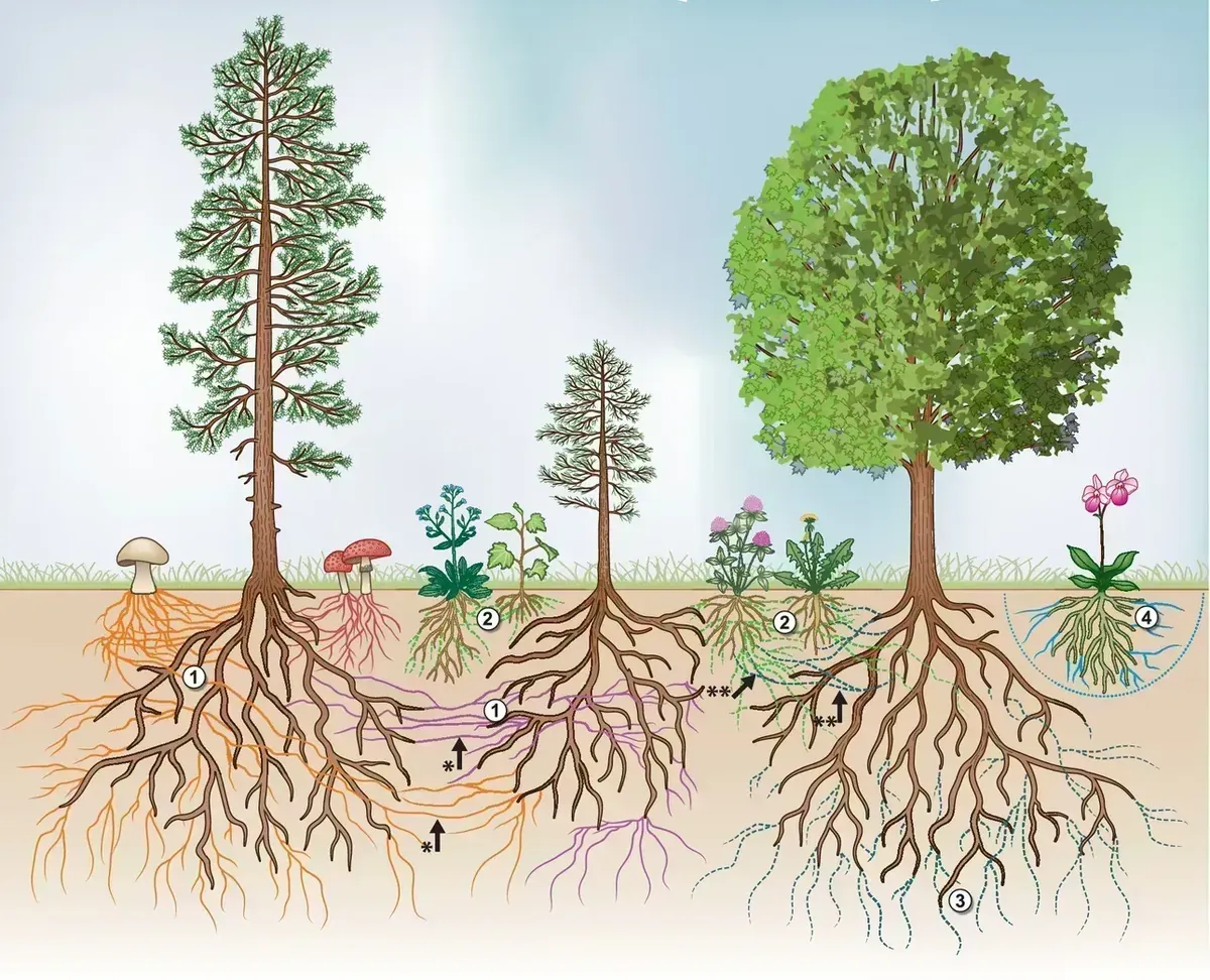 plants exchange resources over a fungal network - “Investigating the transfer of carbon between trees via common mycorrhizal networks”