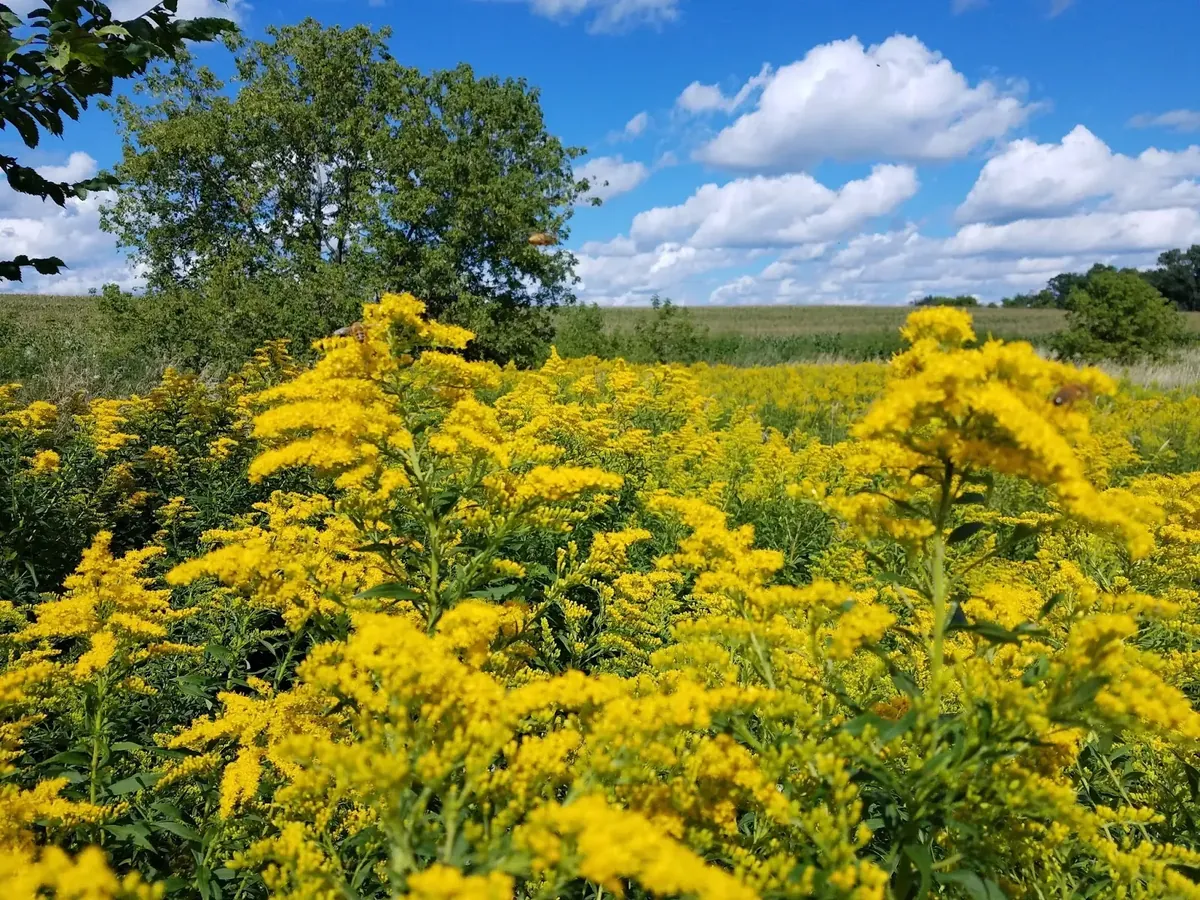 Goldenrod Highway - Minnesota