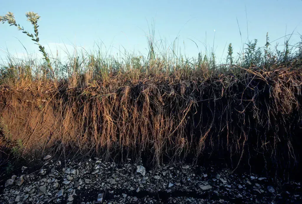 Grass roots cross-section