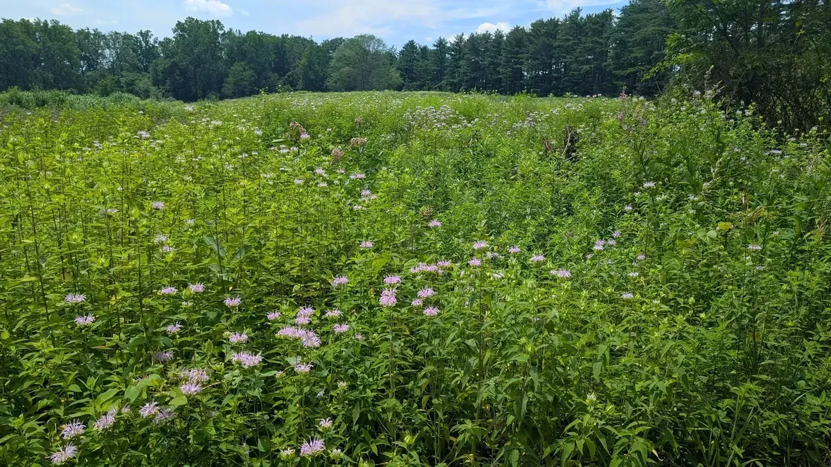 Meadow Delaware Valley, summer 2025