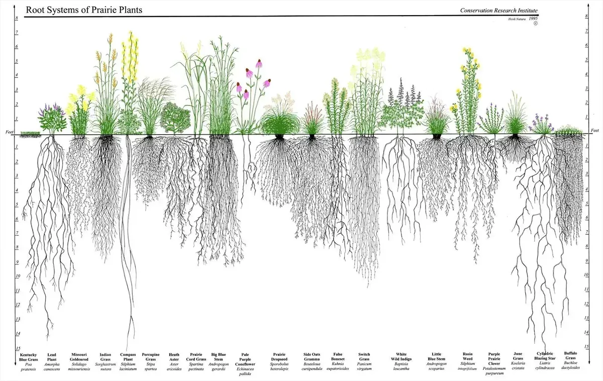 Cross-section diagram showing grass roots extending 5+ feet deep compared to 1-foot visible height, with fine fungal networks illustrated