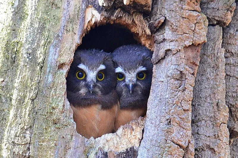 Owls sharing a woodpecker cavity for warmth