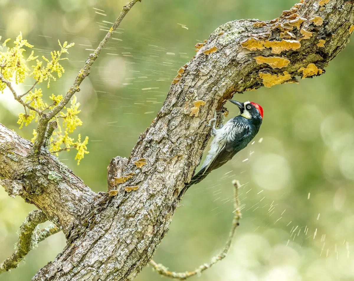 Acorn Woodpecker, Atascadero, California. Photo by Rick Derevan/Audubon Photography Awards.
