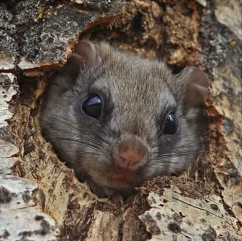Flying squirrel in a woodpecker nest cavity