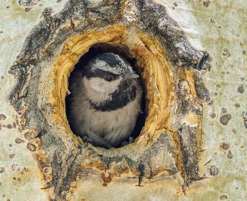 Chikadee in a woodpecker nest cavity
