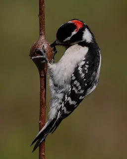Woodpecker feeding on goldenrod gall in winter