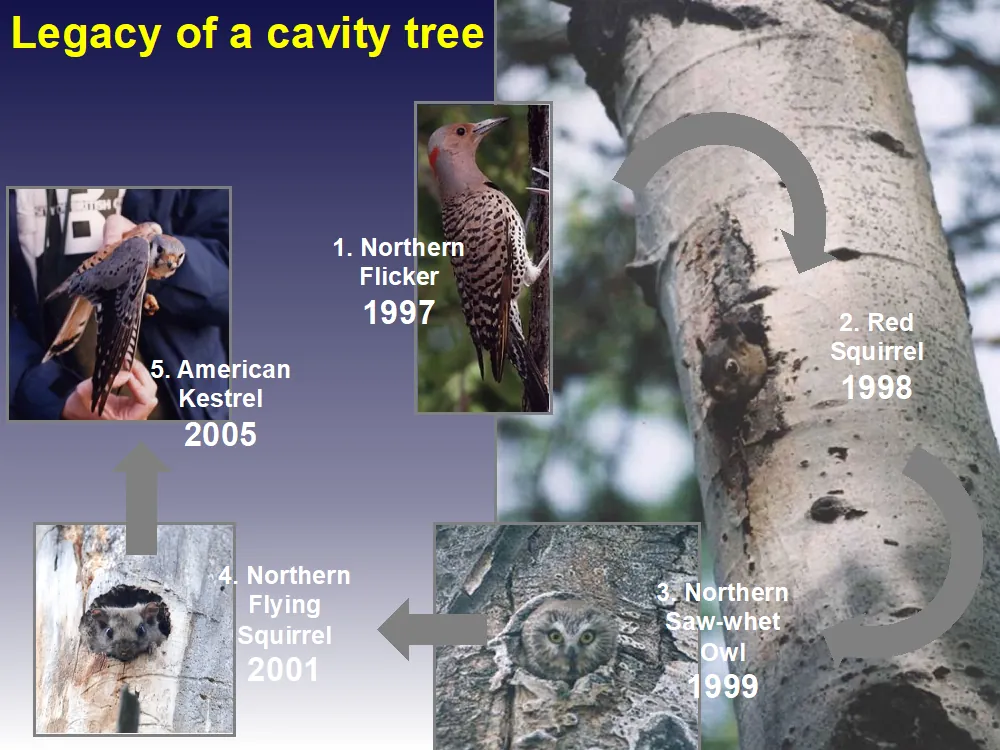 Woodpecker cavity a legacy for years