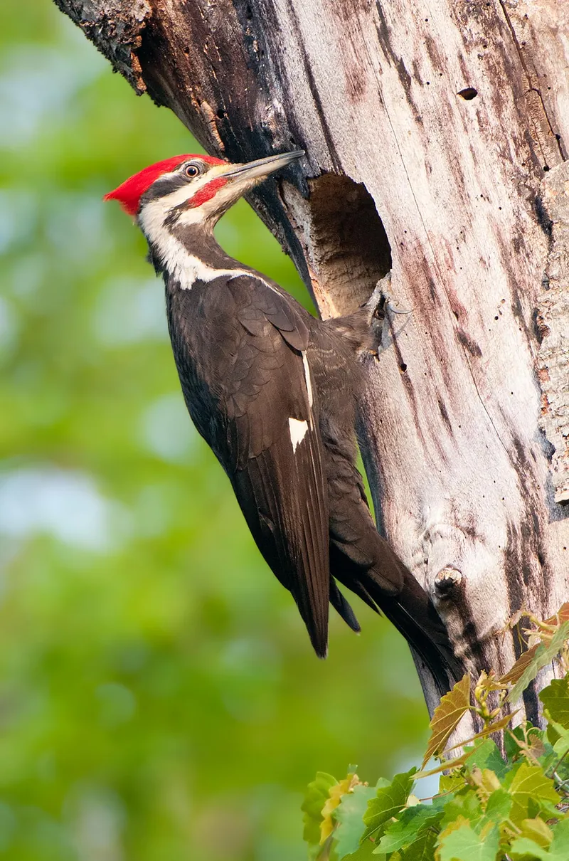 Pileated Woodpecker