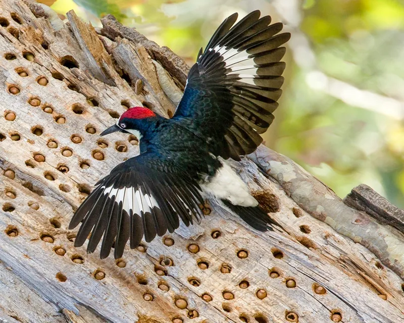Woodpecker storing acorn in tree bark